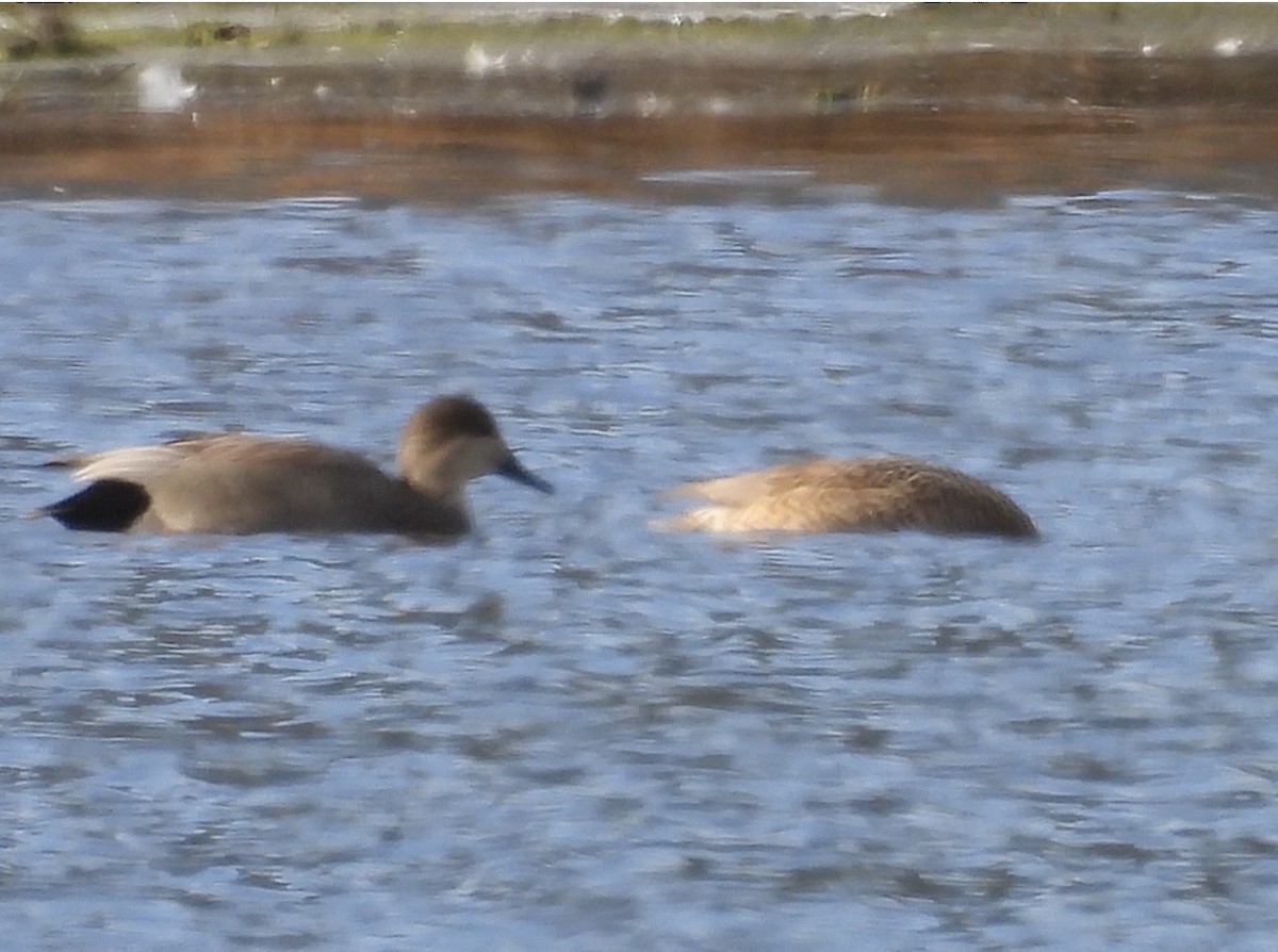 Ipar-ahatea - ML646265936