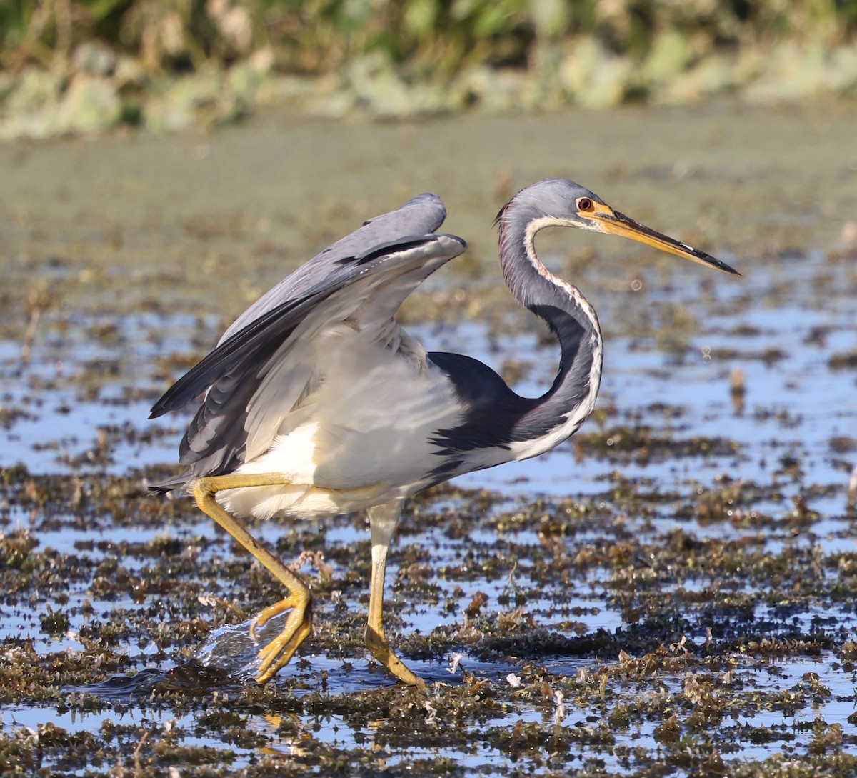 Koartzatxo hirukolorea - ML646265938