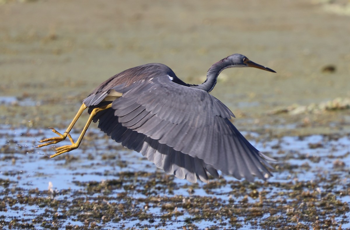 Koartzatxo hirukolorea - ML646265939