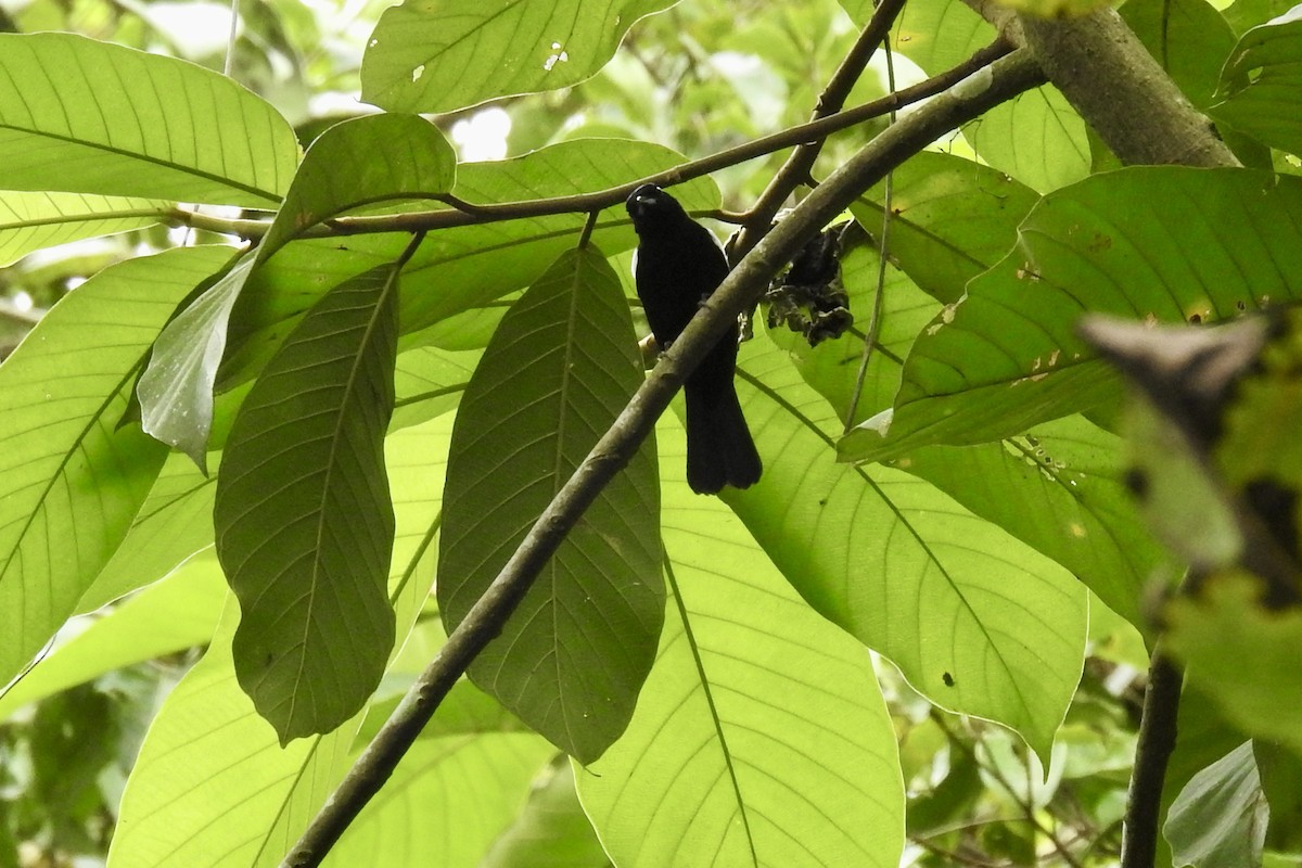 White-shouldered Tanager - ML646265940