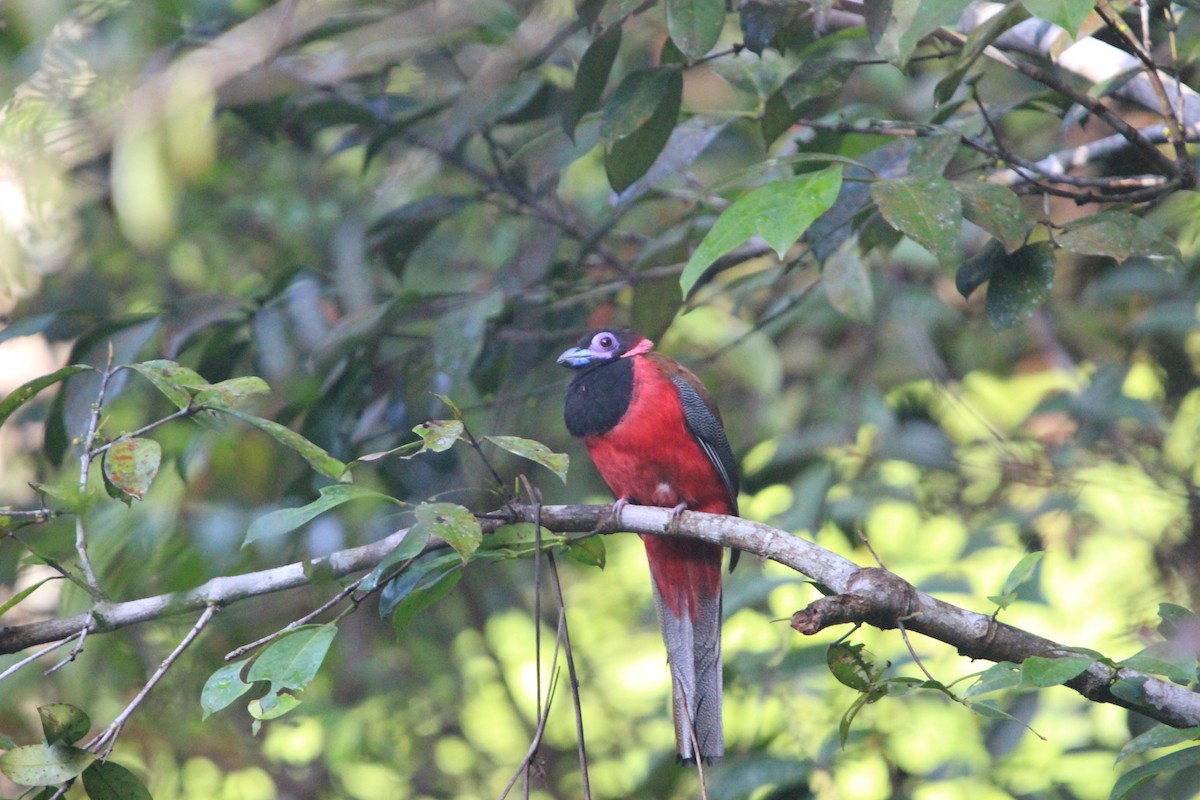 Diard's Trogon - ML646265941