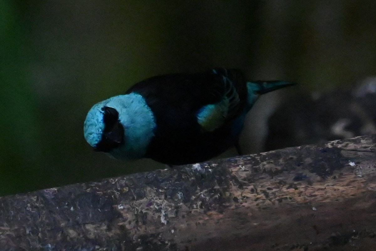 Blue-necked Tanager - ML646265942