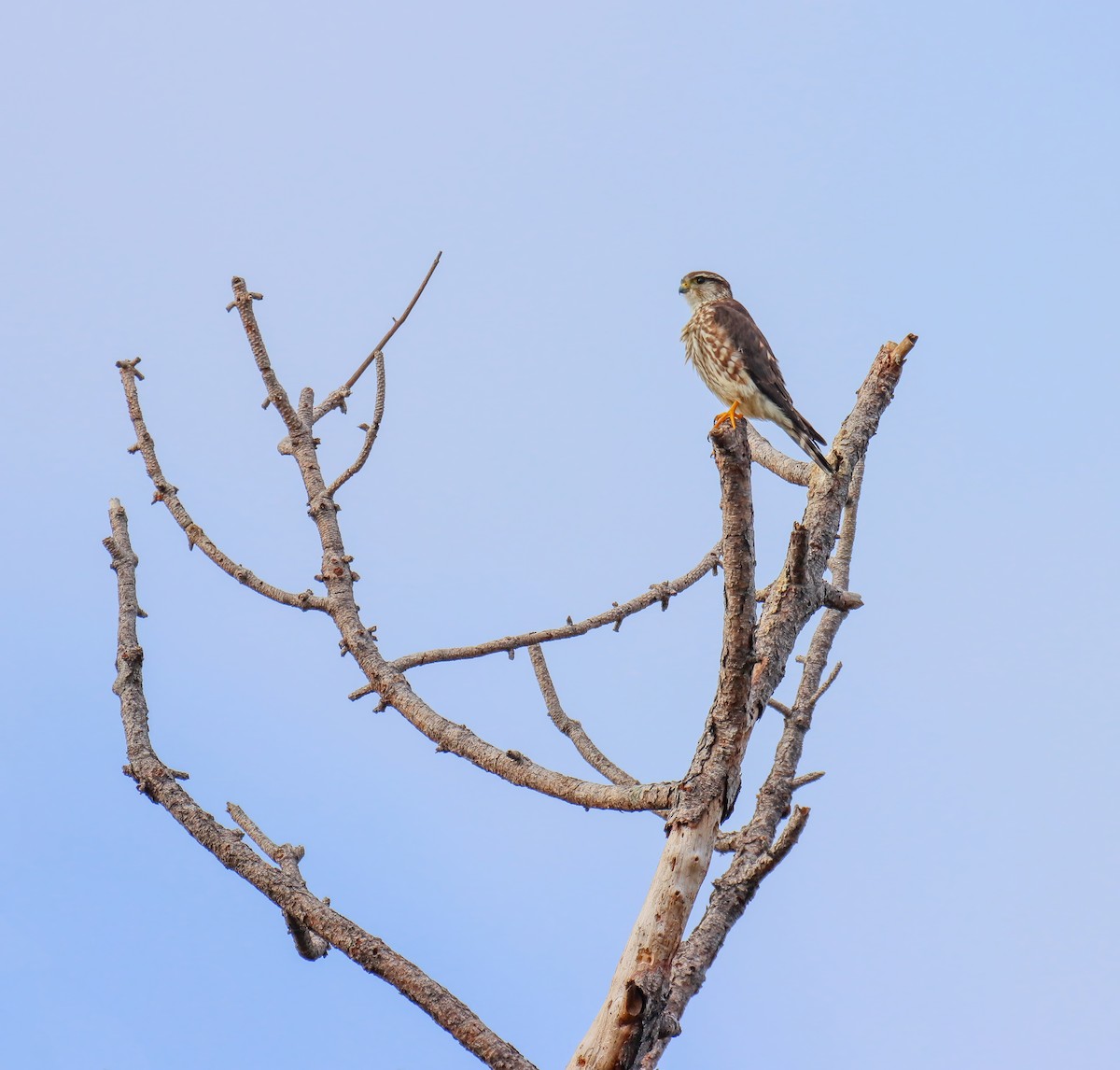 Merlin - ML646265943