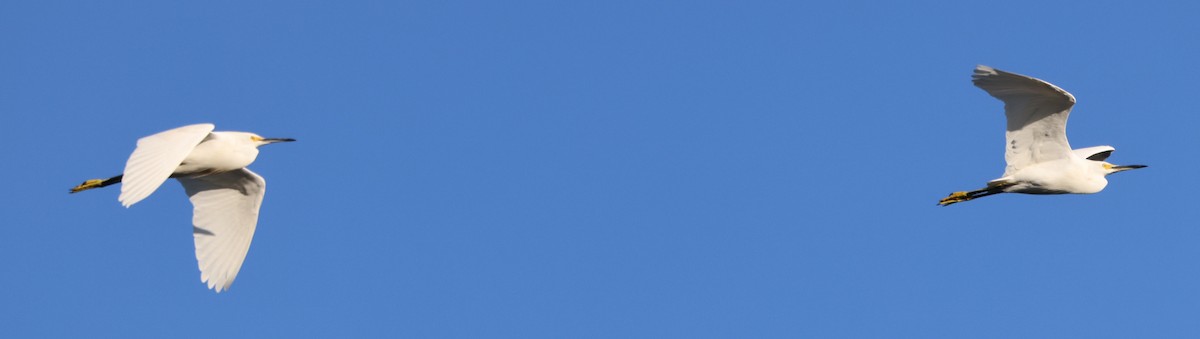 Snowy Egret - ML646265944