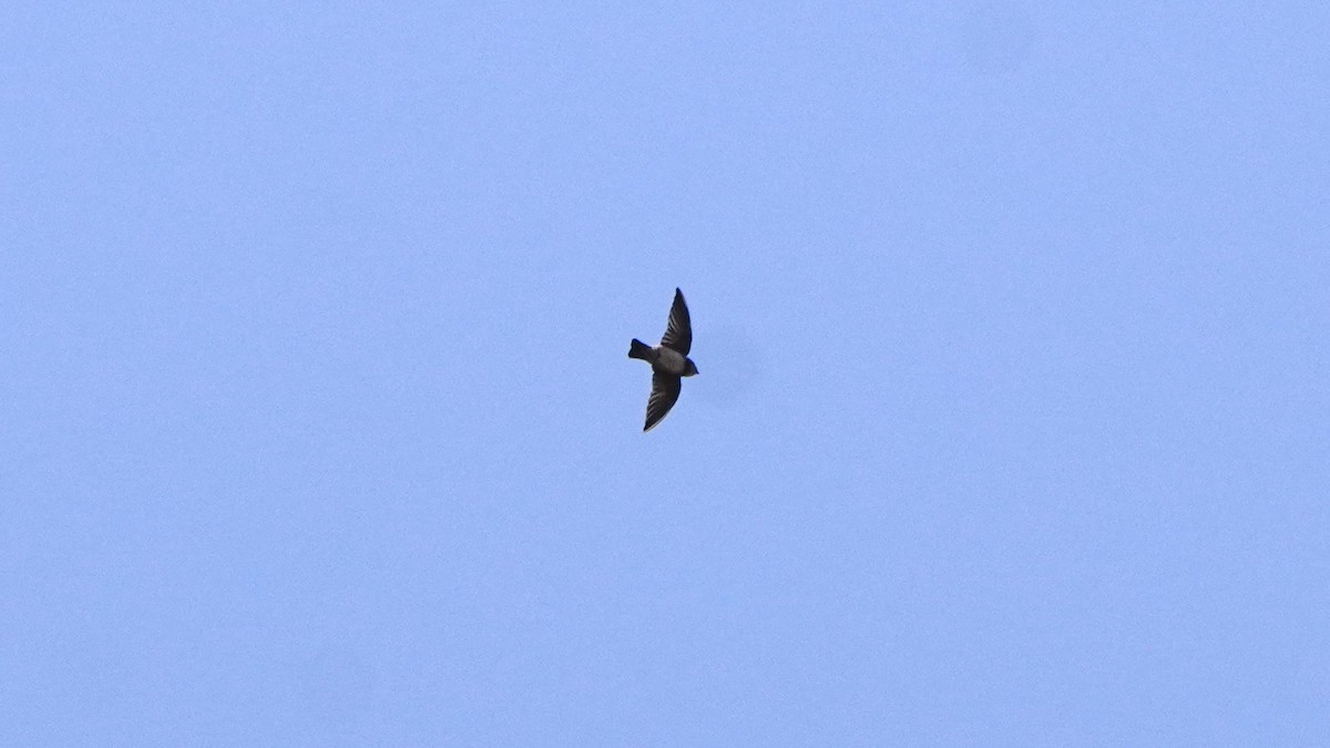 Uhalde-enara arrunta - ML646265945