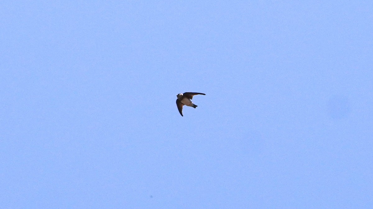 Uhalde-enara arrunta - ML646265947