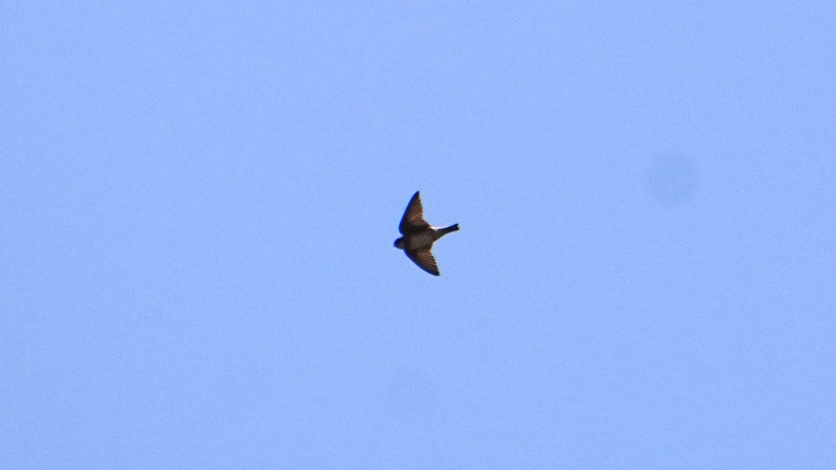 Uhalde-enara arrunta - ML646265948