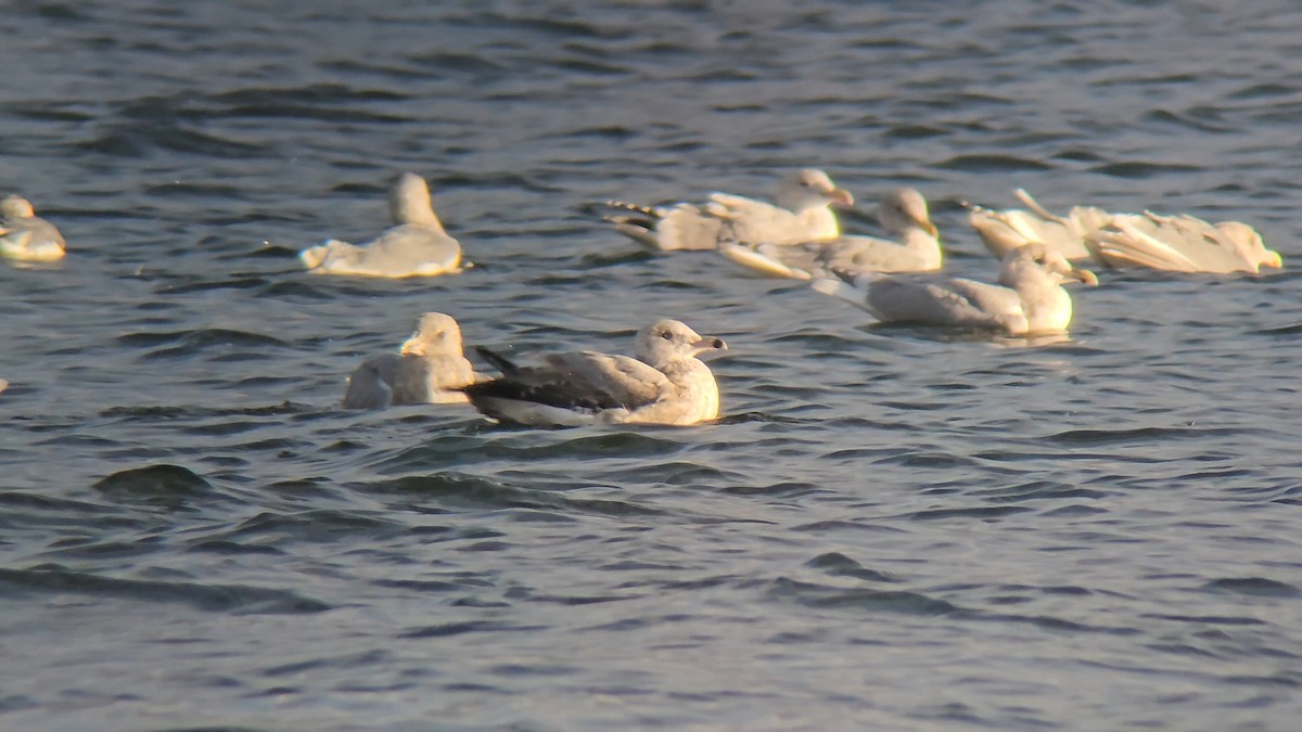 American Herring Gull - ML646265954