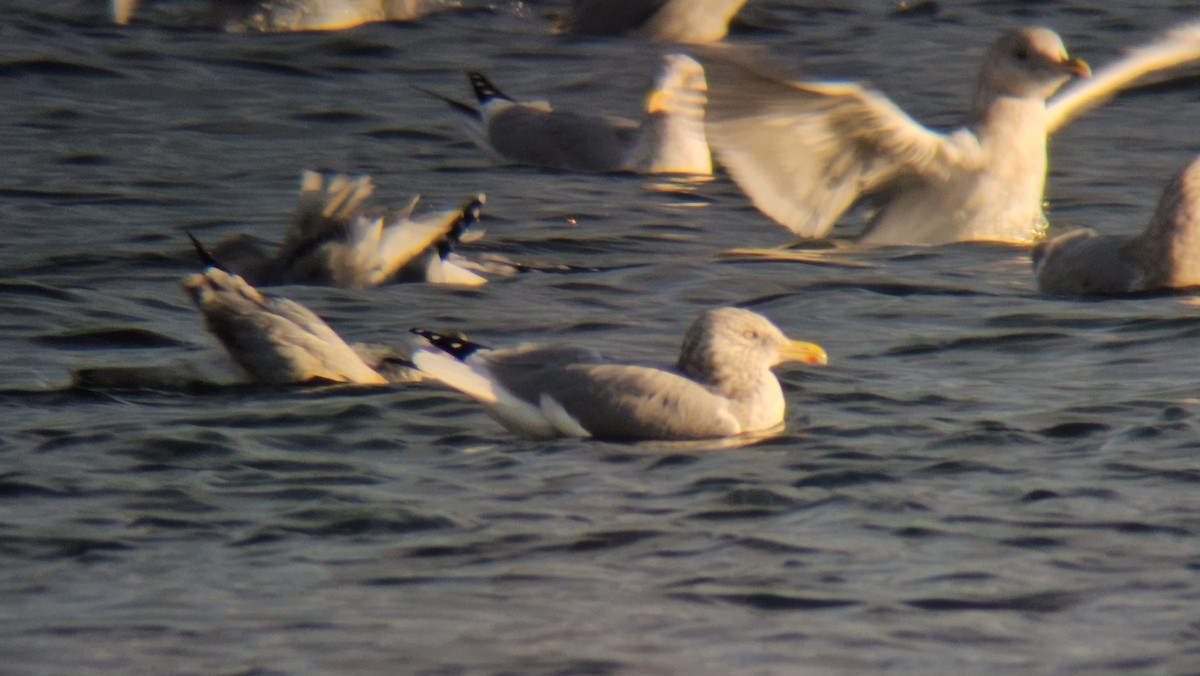 American Herring Gull - ML646265955