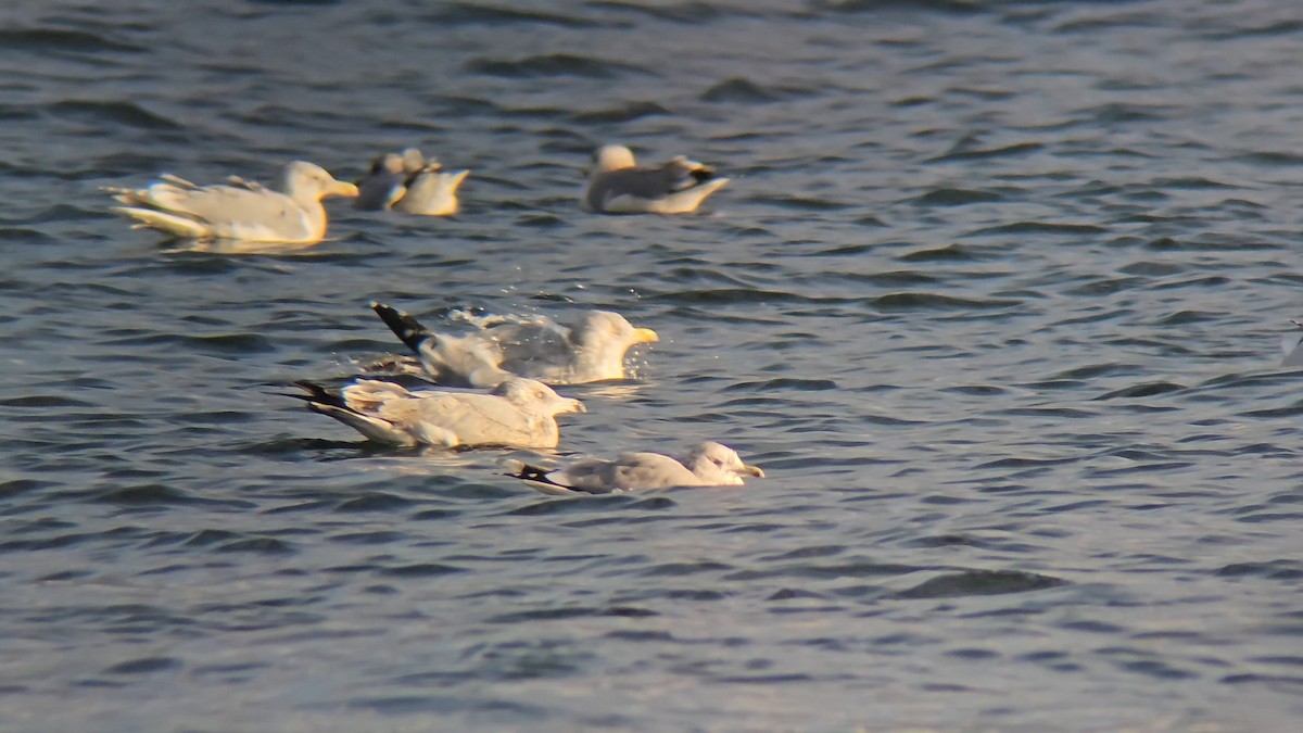 American Herring Gull - ML646265956