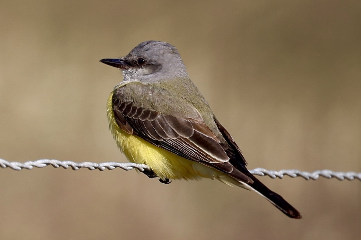 Western Kingbird - ML646265962