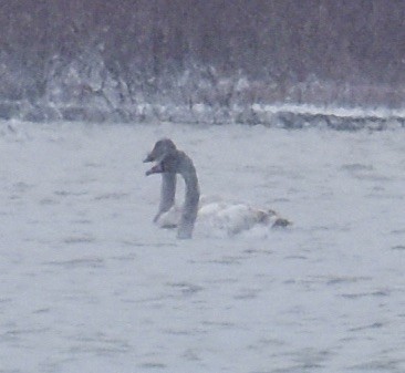 Tundra Swan - ML646265963