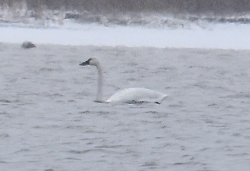 Tundra Swan - ML646265964