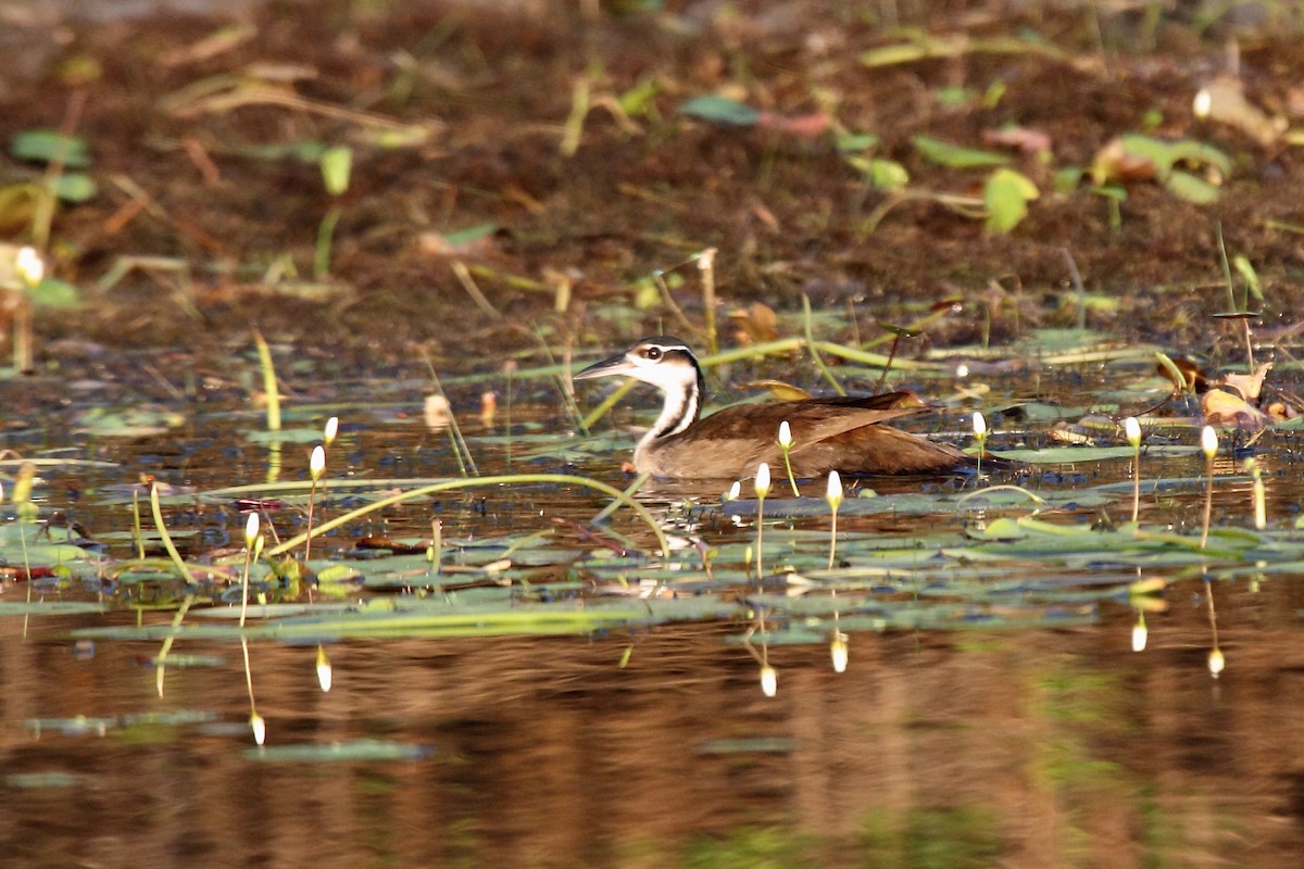 Sungrebe - ML646265965