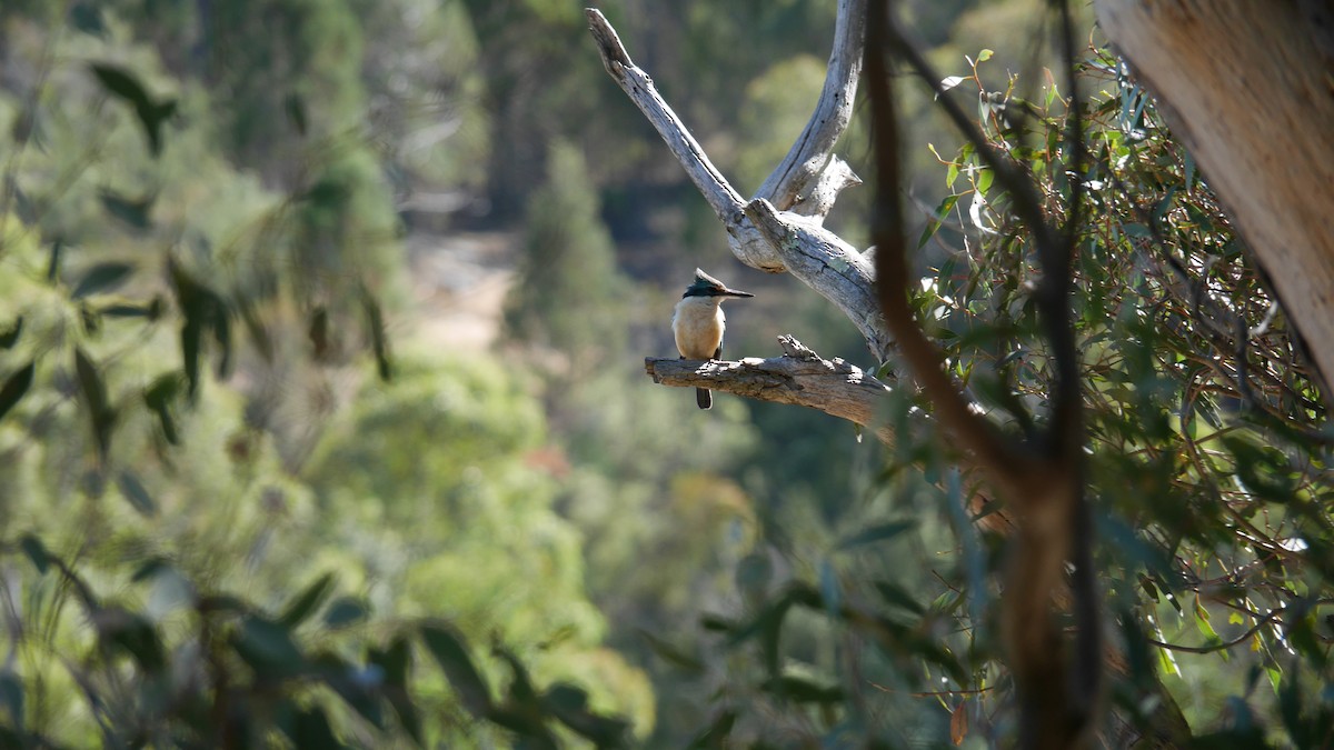 Sacred Kingfisher - ML646265966