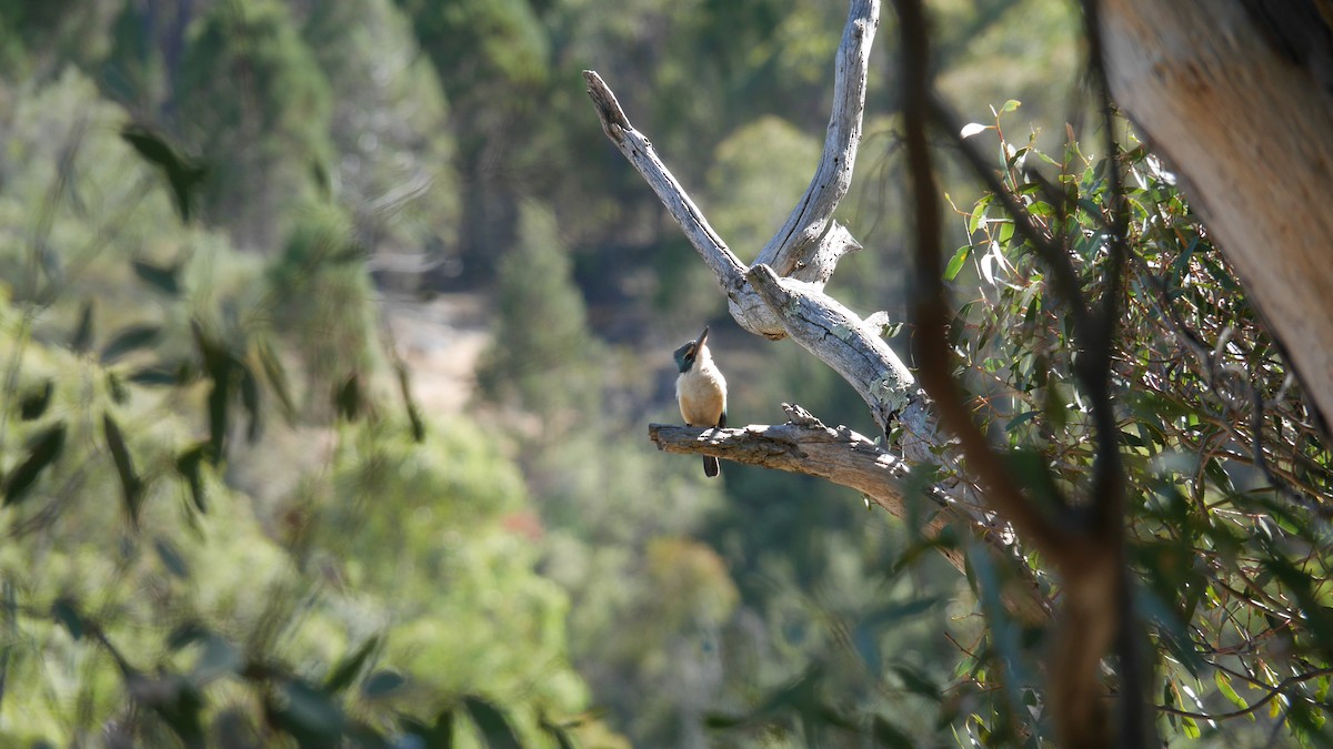 Sacred Kingfisher - ML646265967