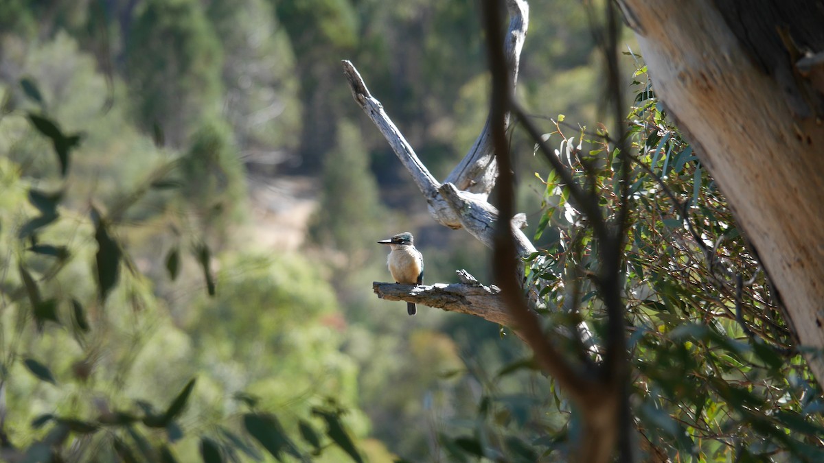 Sacred Kingfisher - ML646265968