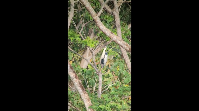 Чапля-кокої - ML646265970