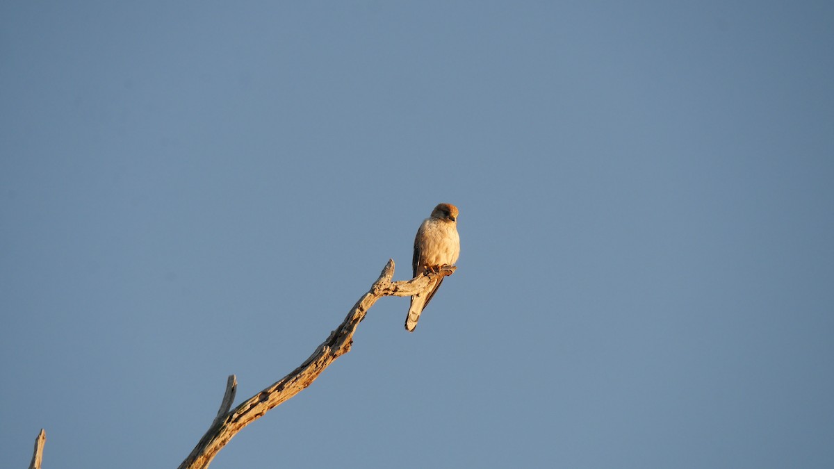 Nankeen Kestrel - ML646265977