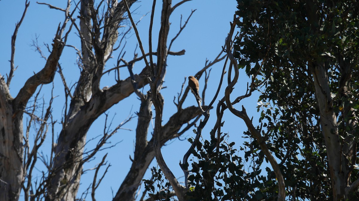 Nankeen Kestrel - ML646265979