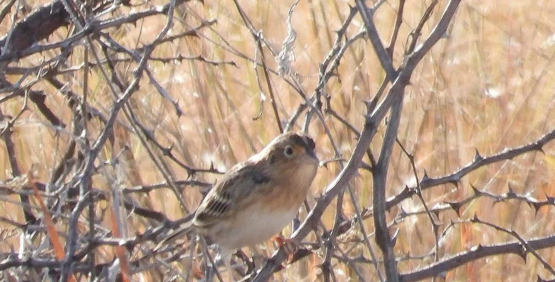 Grasshopper Sparrow - ML646265983