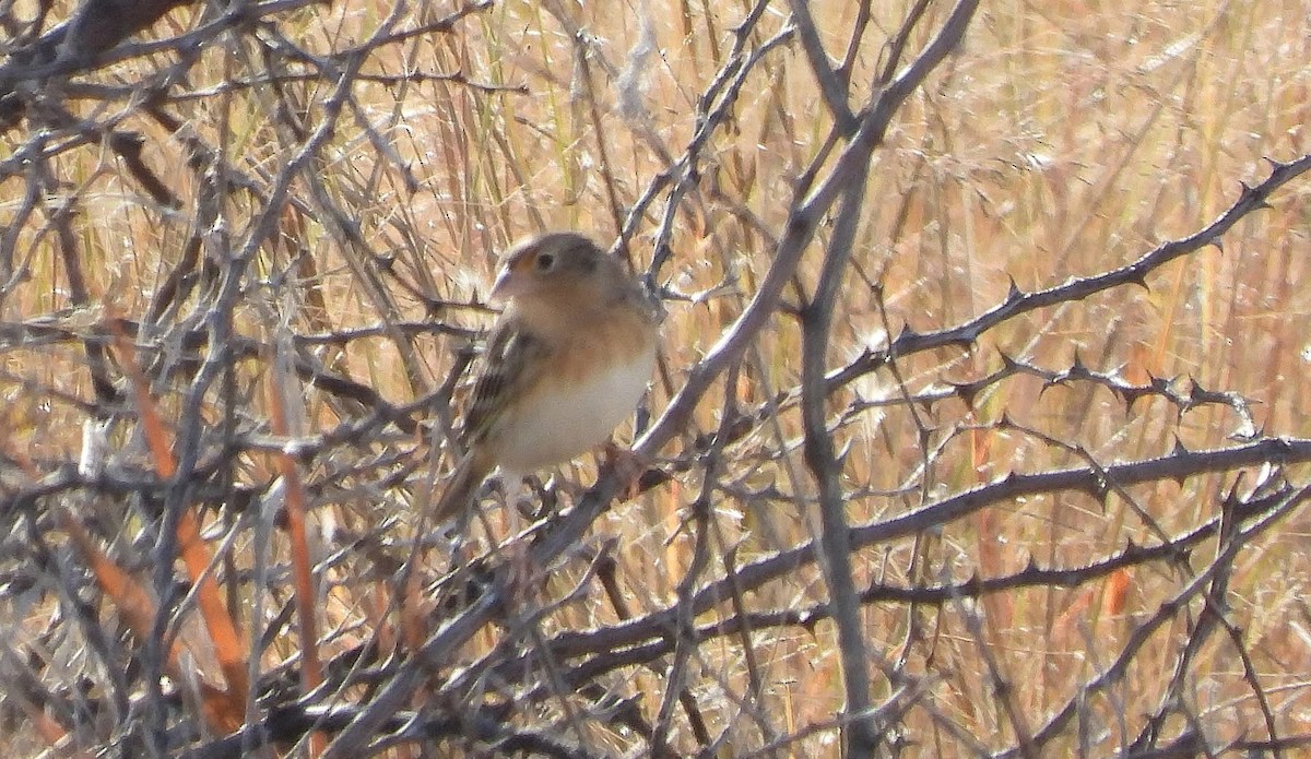 Grasshopper Sparrow - ML646265984