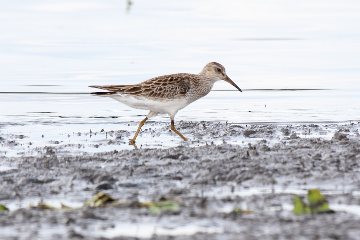 Дутыш - ML646265990