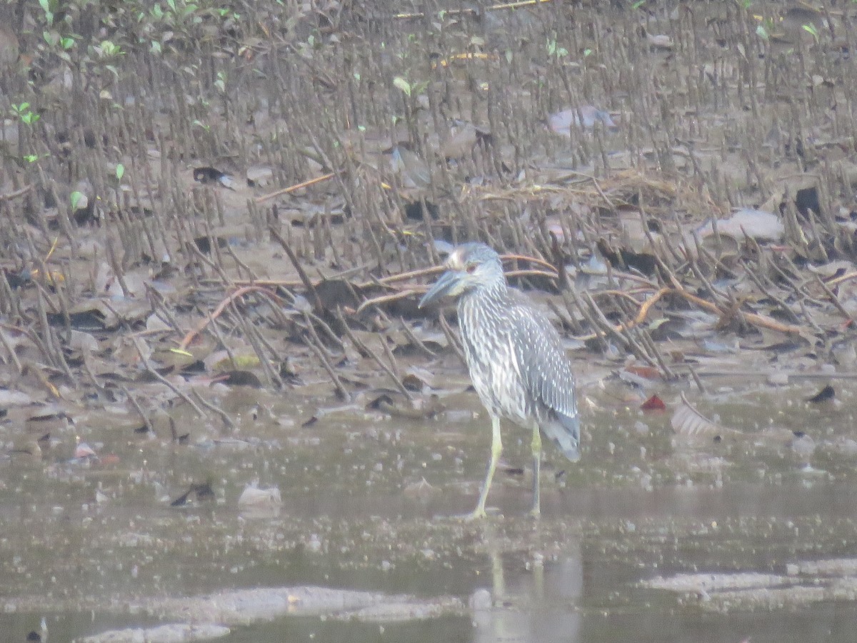 gulkronehegre - ML646265996