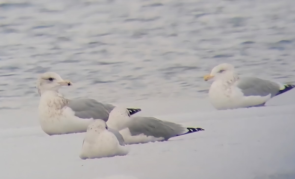 American Herring Gull - ML646265997