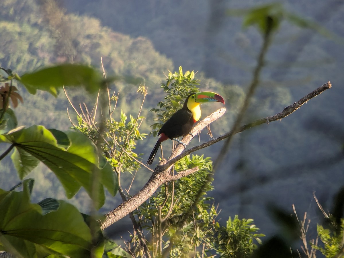 Радужный тукан - ML646265998