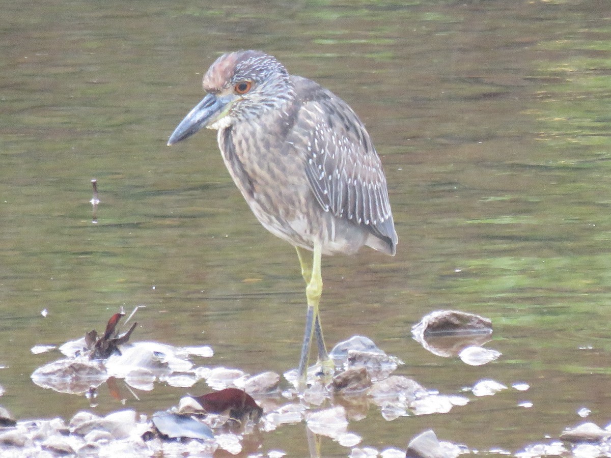 gulkronehegre - ML646266003