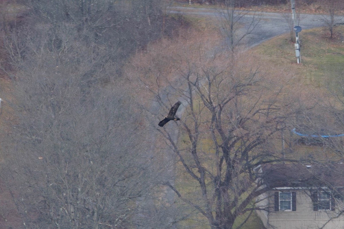 Golden Eagle - ML646266005