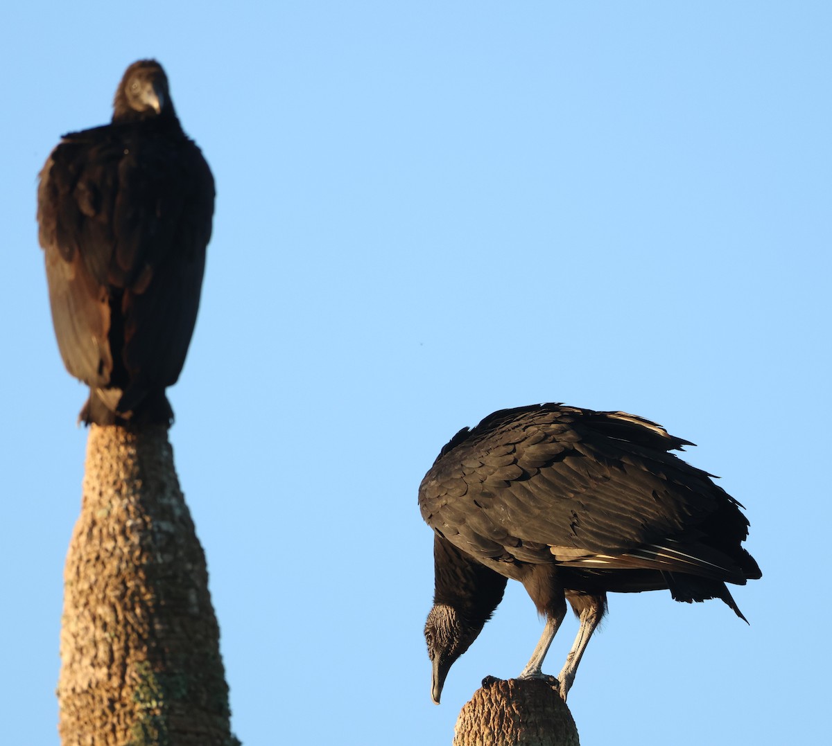 kondor havranovitý - ML646266006