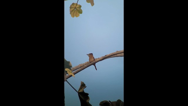 Лінивка-смугохвіст панамська - ML646266007