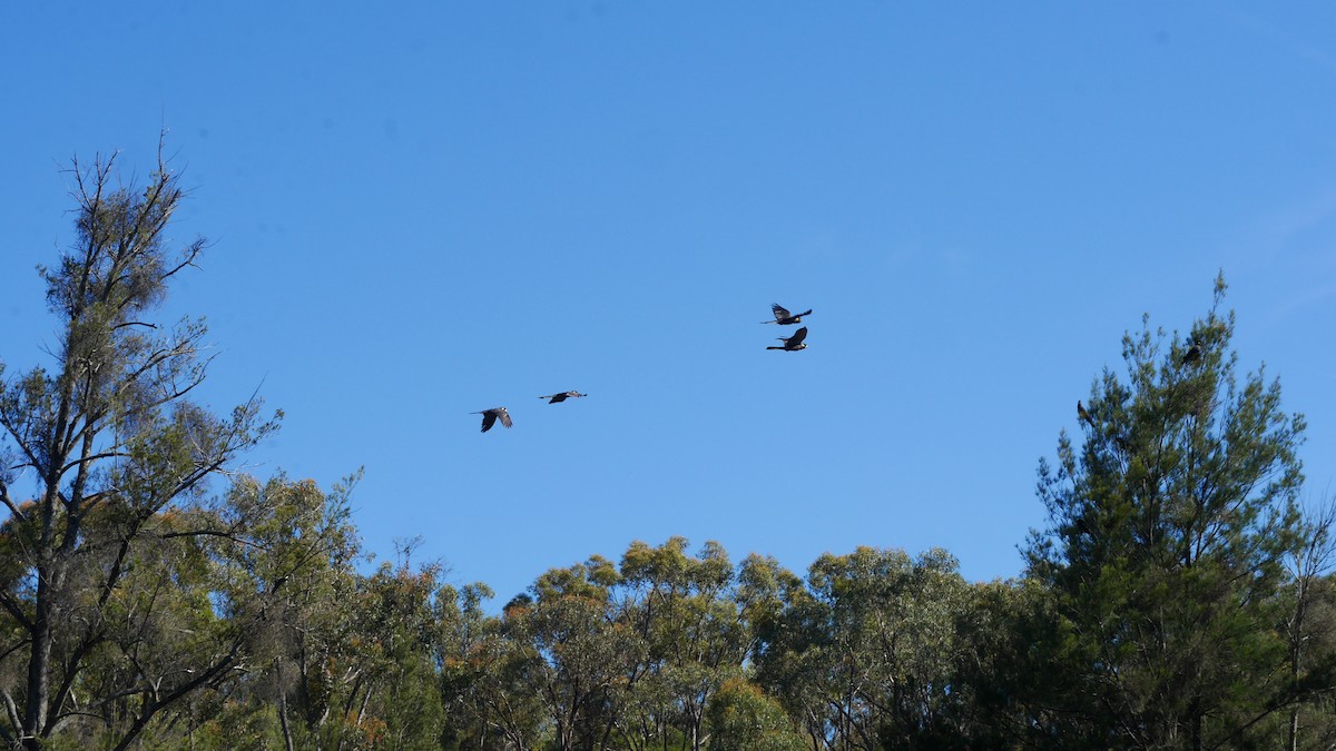 Yellow-tailed Black-Cockatoo - ML646266008