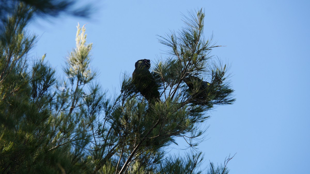 Yellow-tailed Black-Cockatoo - ML646266009
