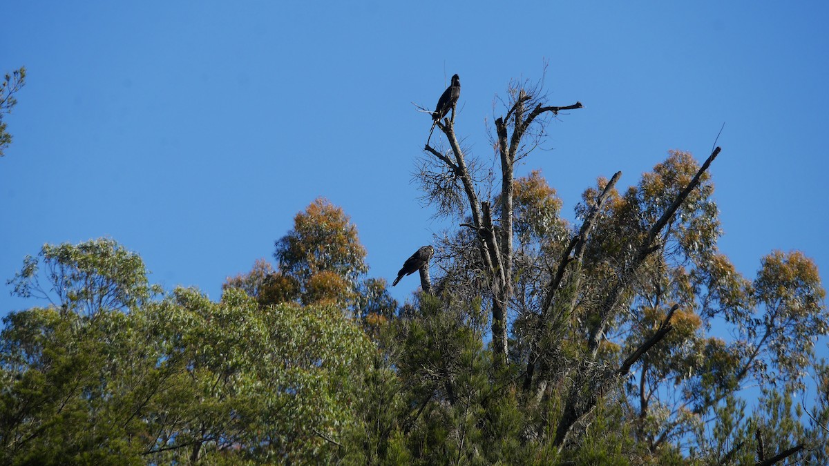 Yellow-tailed Black-Cockatoo - ML646266010