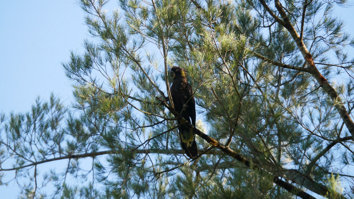Yellow-tailed Black-Cockatoo - ML646266011