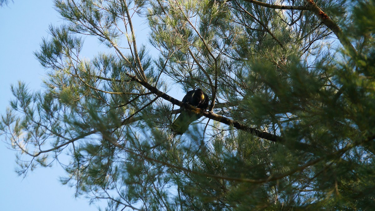 Yellow-tailed Black-Cockatoo - ML646266012