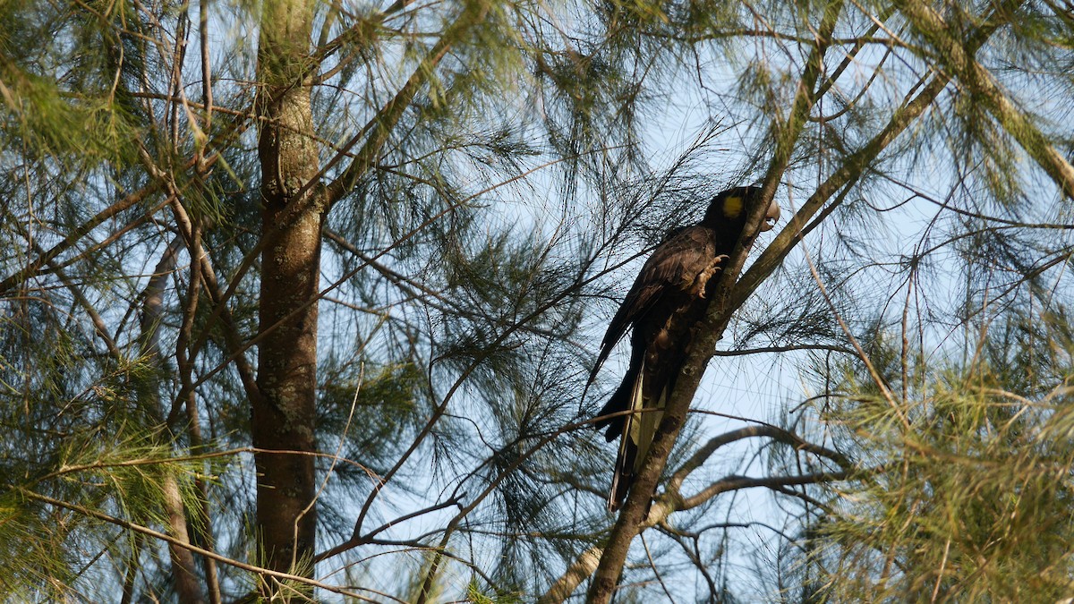 Yellow-tailed Black-Cockatoo - ML646266013