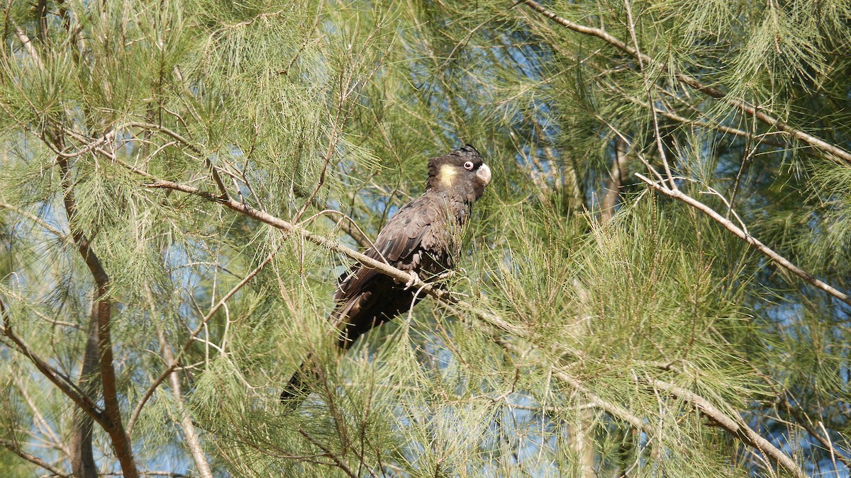 Yellow-tailed Black-Cockatoo - ML646266014