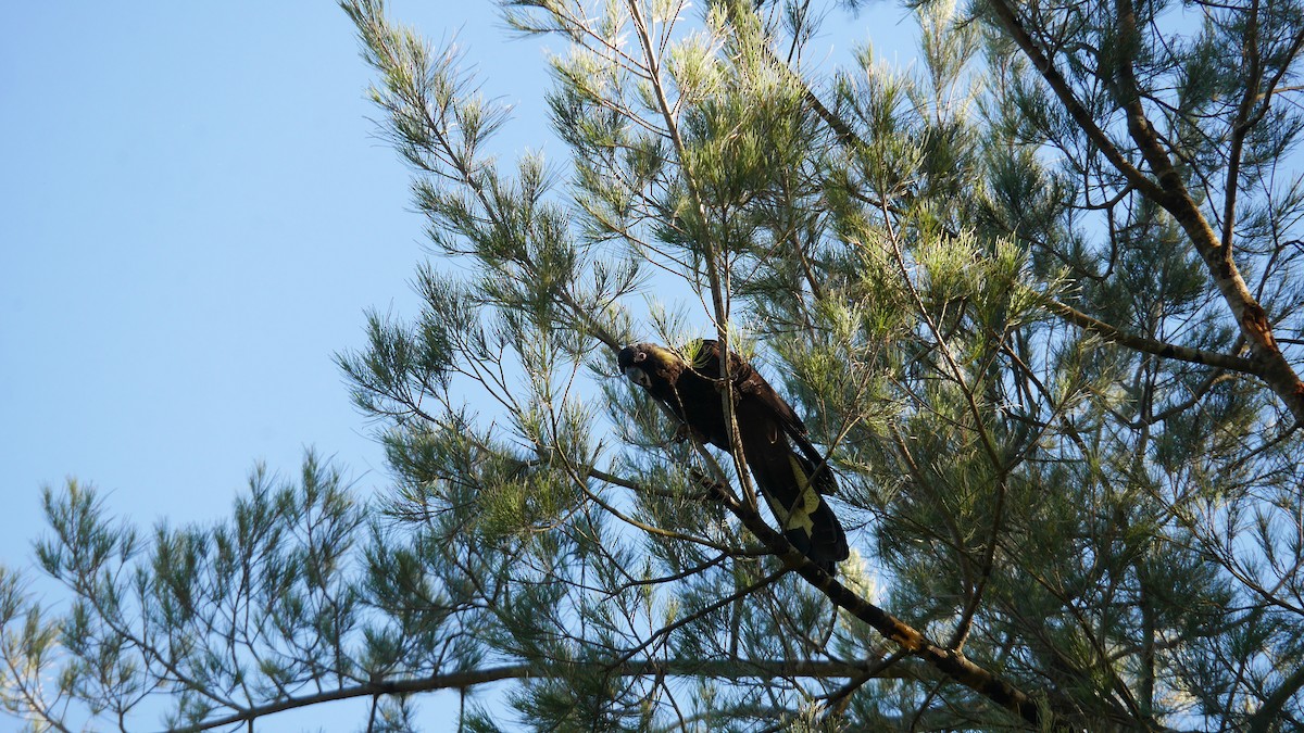 Yellow-tailed Black-Cockatoo - ML646266015
