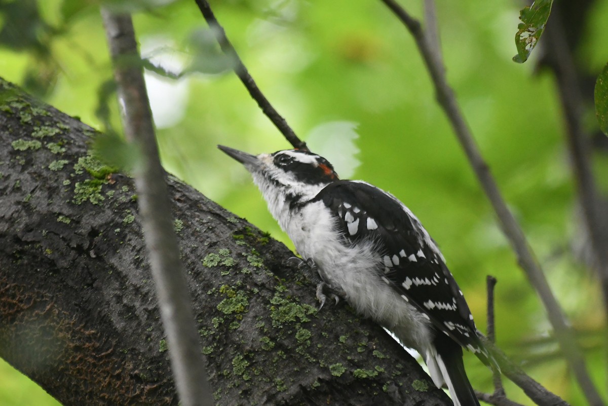 Hairy Woodpecker - ML646266018