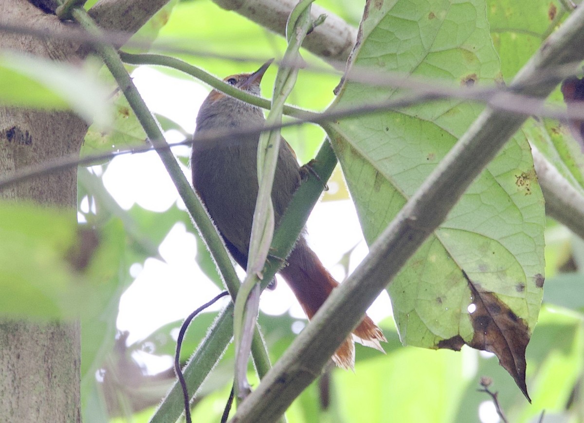 Red-faced Spinetail - ML646266020