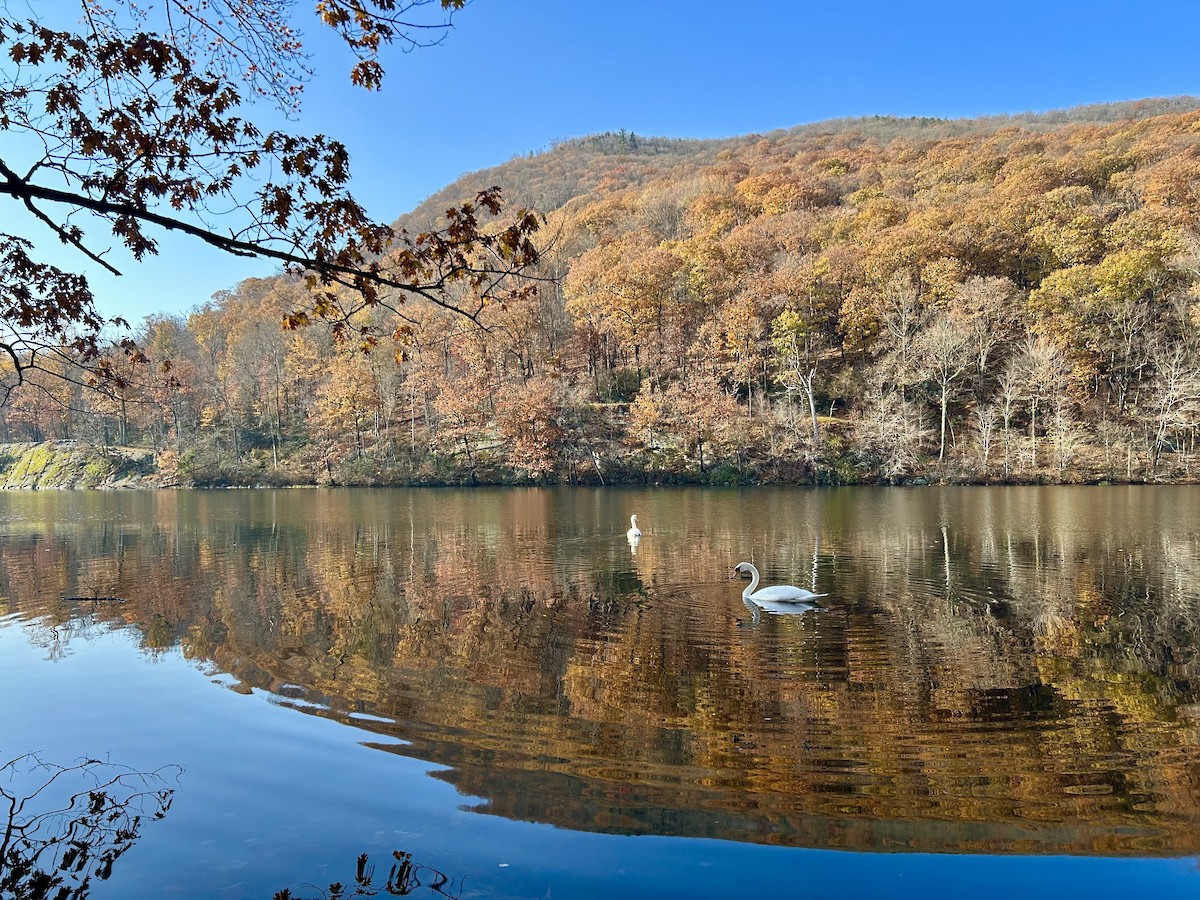 Mute Swan - ML646266021