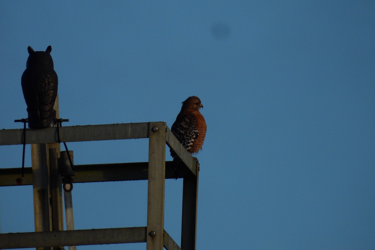 Red-shouldered Hawk - ML646266022