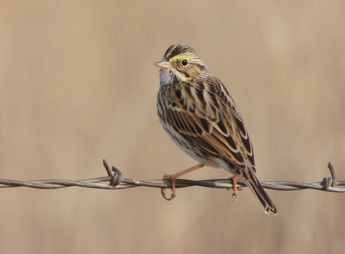 Savannah Sparrow - ML646266023