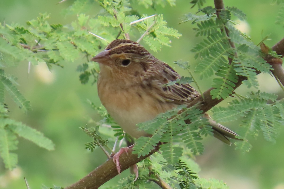 Grasshopper Sparrow - ML646266028