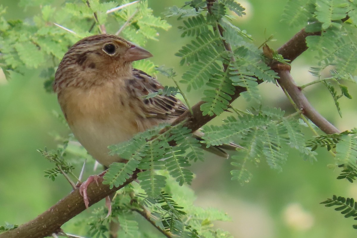 Grasshopper Sparrow - ML646266029