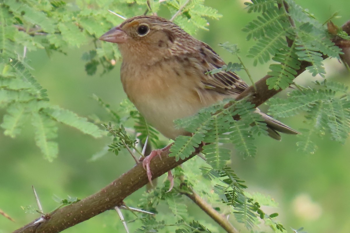 Grasshopper Sparrow - ML646266031